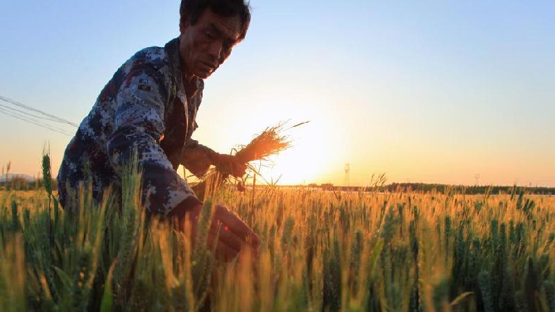 初夏を迎えた中國各地で小麥の収穫始まる