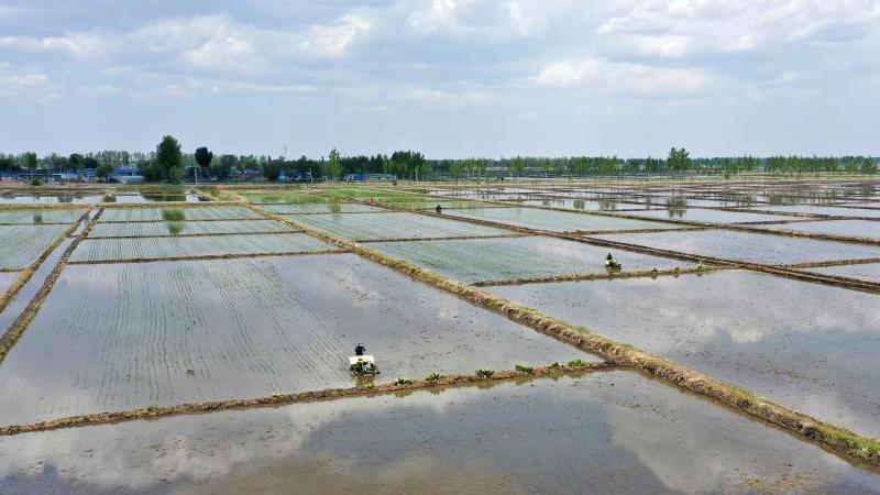 中国遼寧省で田植え本格化