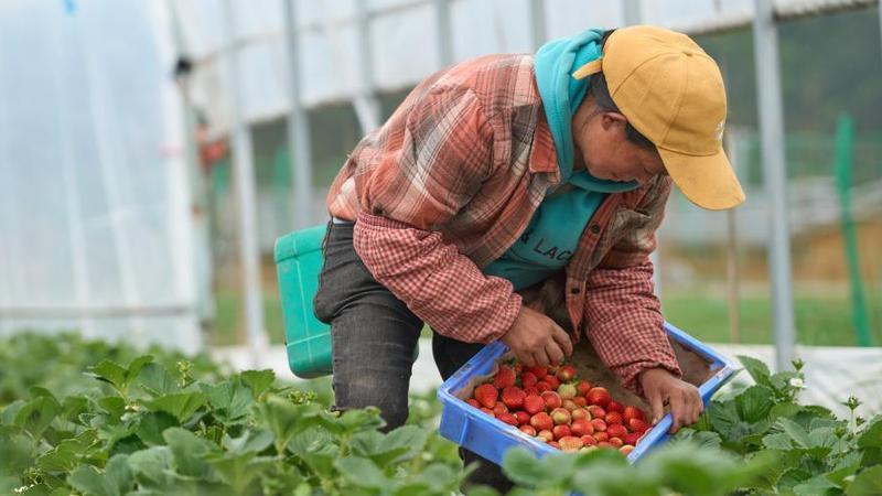 夏イチゴ栽培で女性活躍　中国四川省三岔河鎮