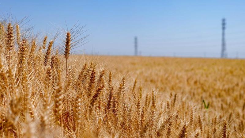 黄金色の風景広がる　中国各地で小麦の収穫本格化