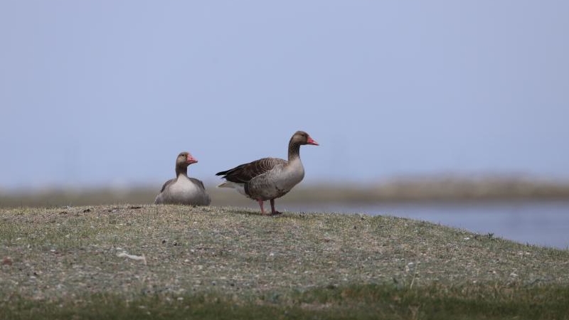 青海湖で水鳥４万羽以上を確認