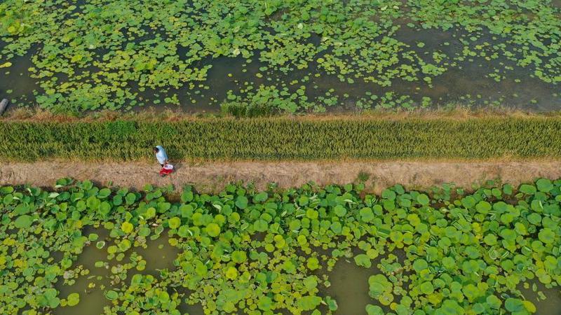 ザリガニ養殖とハス栽培を一体化した農業モデルを展開　山東省高青県
