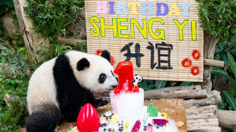 マレーシアで生まれたジャイアントパンダ「昇誼」が１歳の誕生日