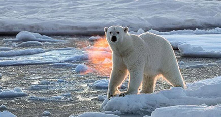 ホッキョクグマが氷上に取り残される