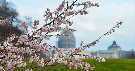 冬のワシントンの街中　桜日和