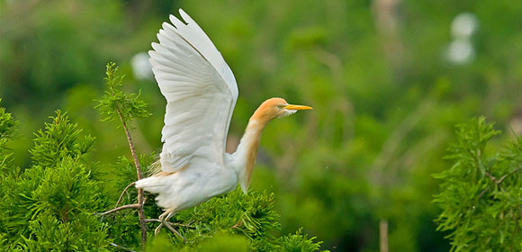 奥山の緑の間で飛び回っている鳥のアマサギ