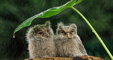 ペアフクロウが葉の下で雨宿り