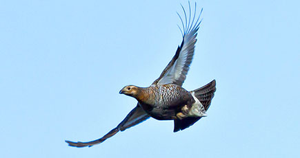 枝の先に留まっている鳥のクロライチョウ（メス）