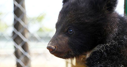 ツキノワグマの赤ちゃん、観光客に可愛い姿を見せる 青海省