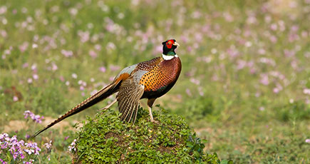 美しい鳥のコウライキジ