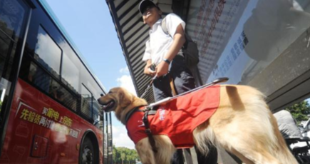 盲導犬「毛毛」の一日