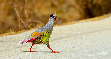 美しい鳥のベニキジ