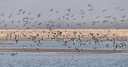 海流ダムに渡り鳥が飛来　内モンゴル自治区