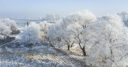 吉林省吉林市に霧氷出現　輝く冬景色
