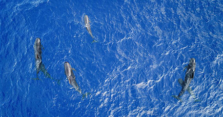 南中国海でコビレゴンドウとサラワクイルカの群れを確認