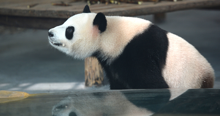 四川省からのパンダ、長沙市の動物園にお目見え　湖南省