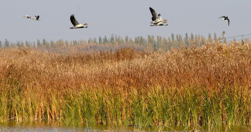 生態補水でよみがえった渡り鳥の楽園　新疆ウイグル自治区