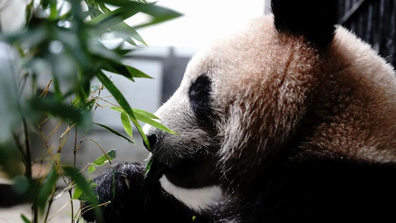 パンダの健康診断　上海動物園