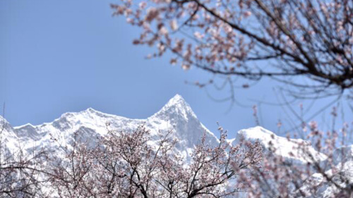 春の訪れを告げる桃の花が満開に　チベット自治区ニンティ市
