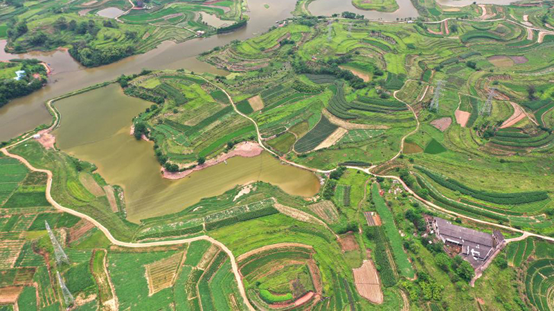 初夏の田園、大地に彩り　広西チワン族自治区