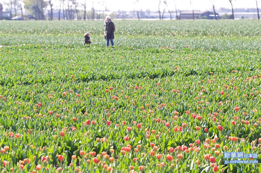 （国际疫情·新华视界）（5）荷兰准备提前收割郁金香