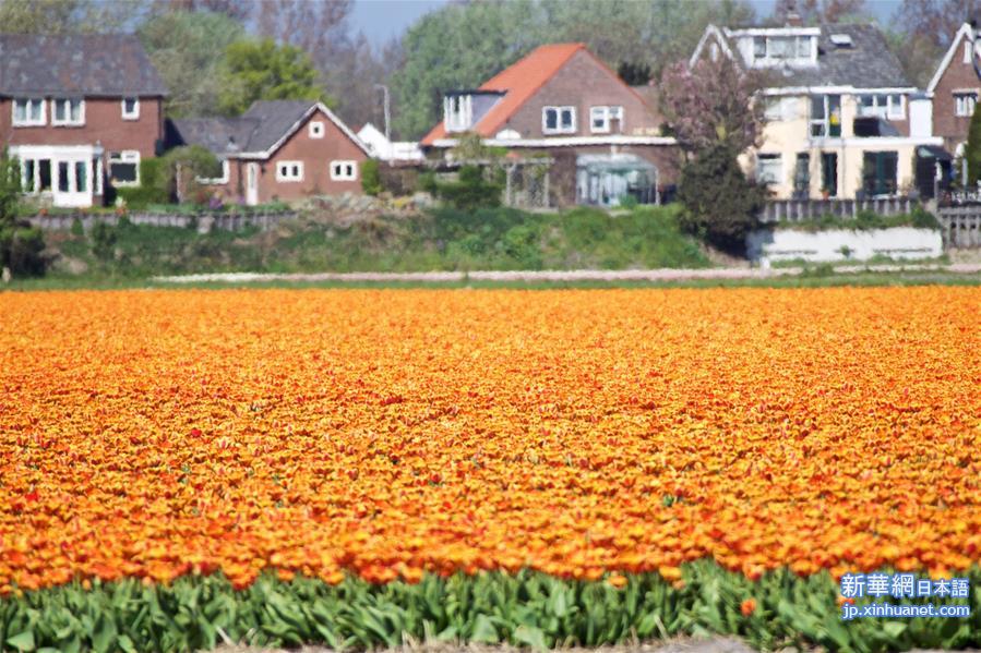 （国际疫情·新华视界）（6）荷兰准备提前收割郁金香