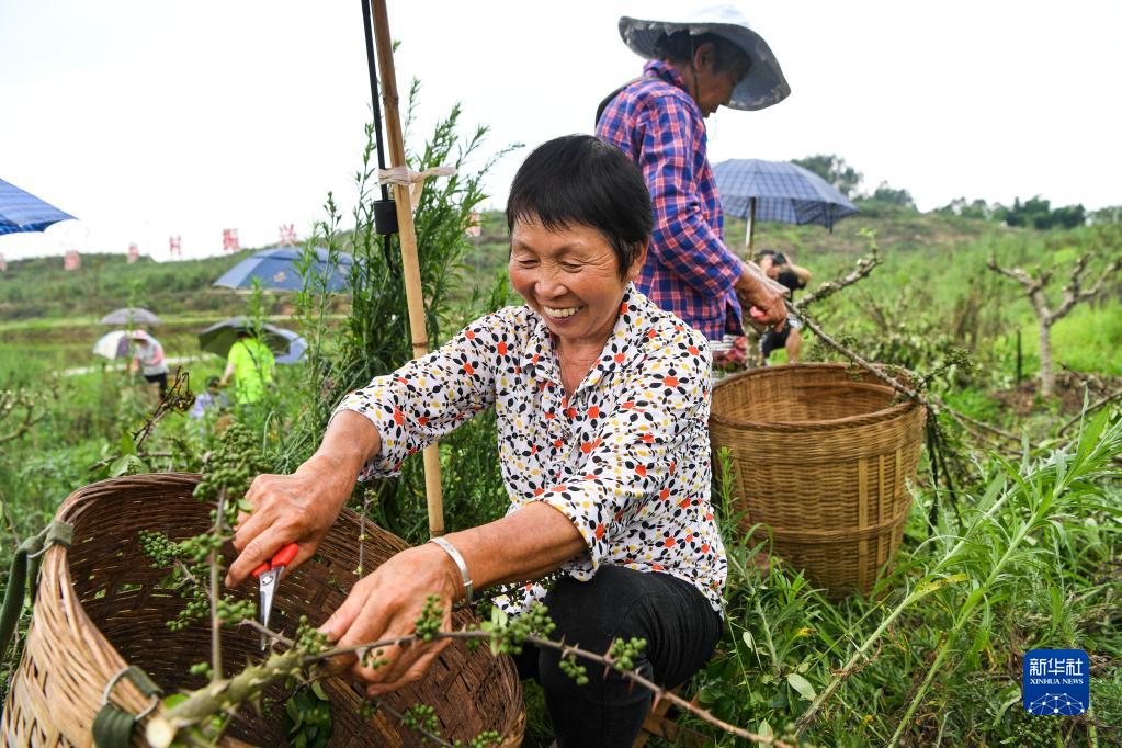 花椒産業で農村振興を後押し 重慶市永川区