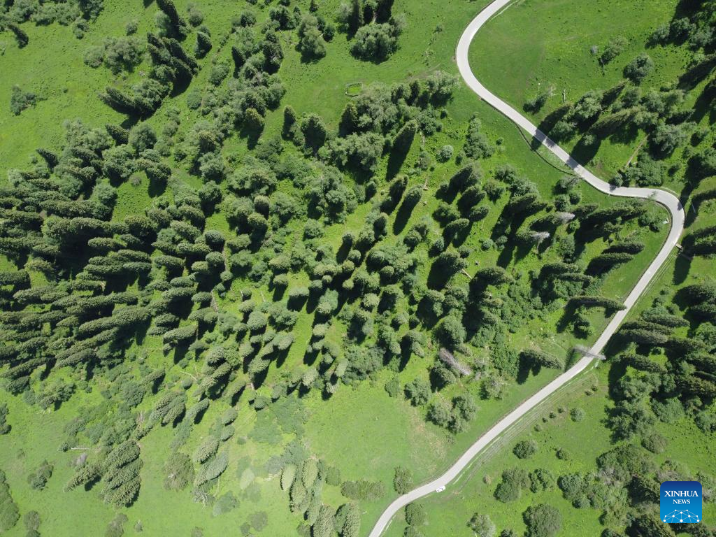 ナラティ風景区の緑豊かな夏景色 中国新疆ウイグル自治区