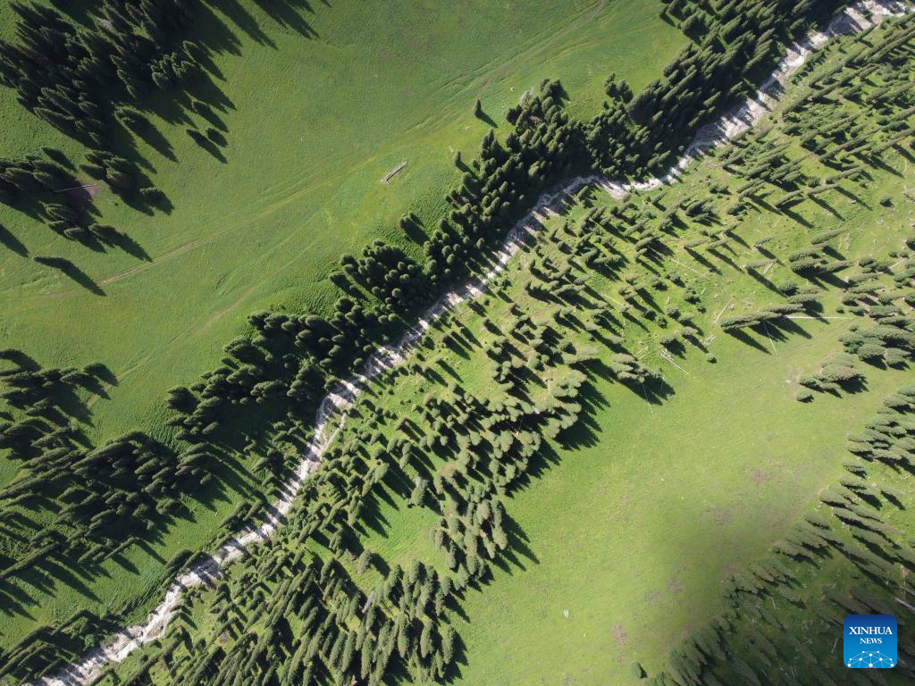 ナラティ風景区の緑豊かな夏景色 中国新疆ウイグル自治区