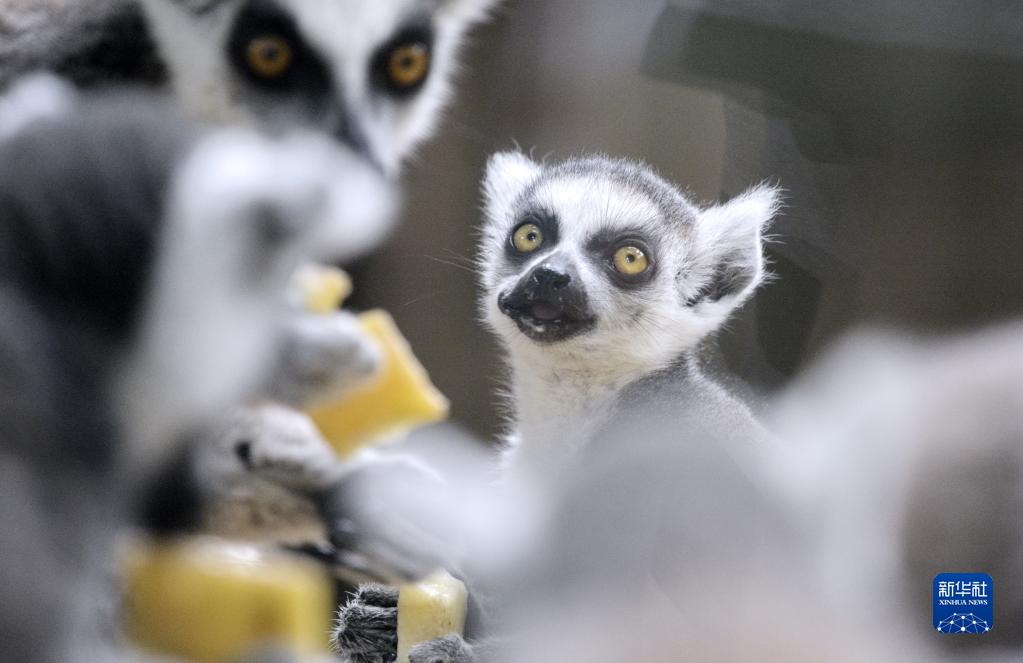 動物の赤ちゃん２０１匹お披露目 北京動物園