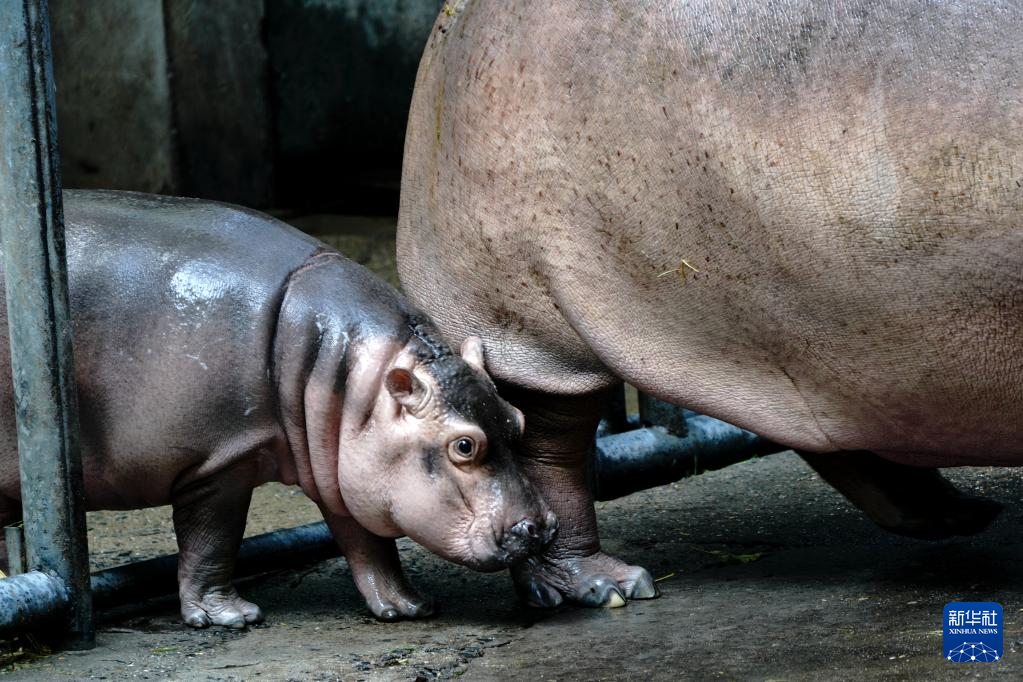 生後２カ月のカバの赤ちゃん 上海動物園でお披露目