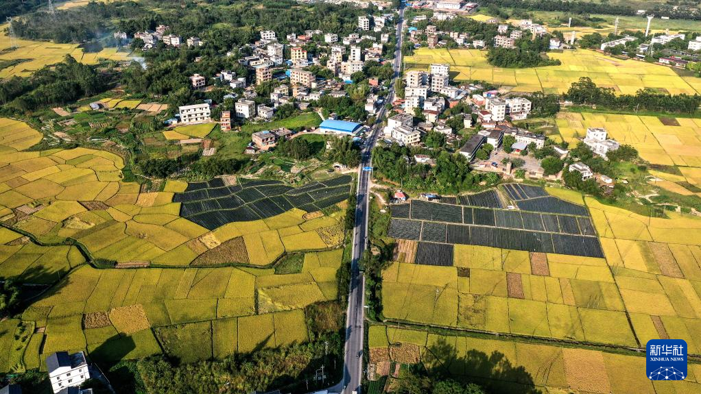 秋色に染まる農村を空中散歩広西チワン族自治区欽州市——中国青年网