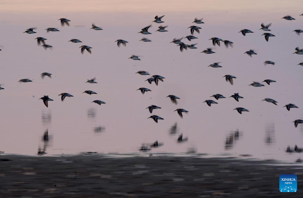 冬の訪れ告げる渡り鳥、鄱陽湖に飛来 江西省