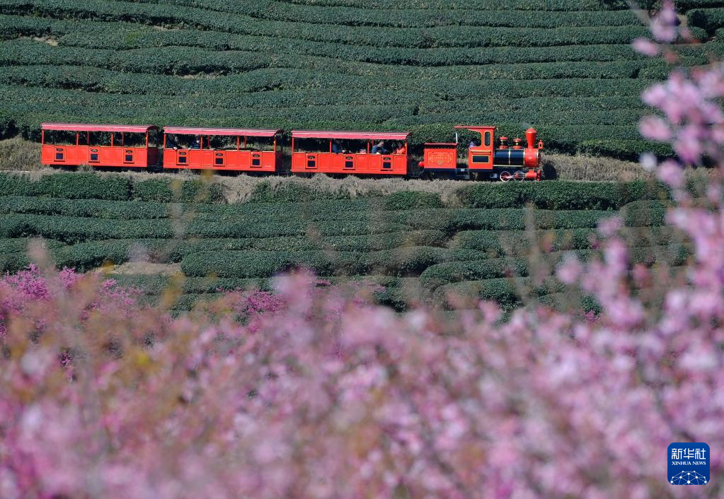 広大な茶畑で桜が見頃に　福建省漳平市