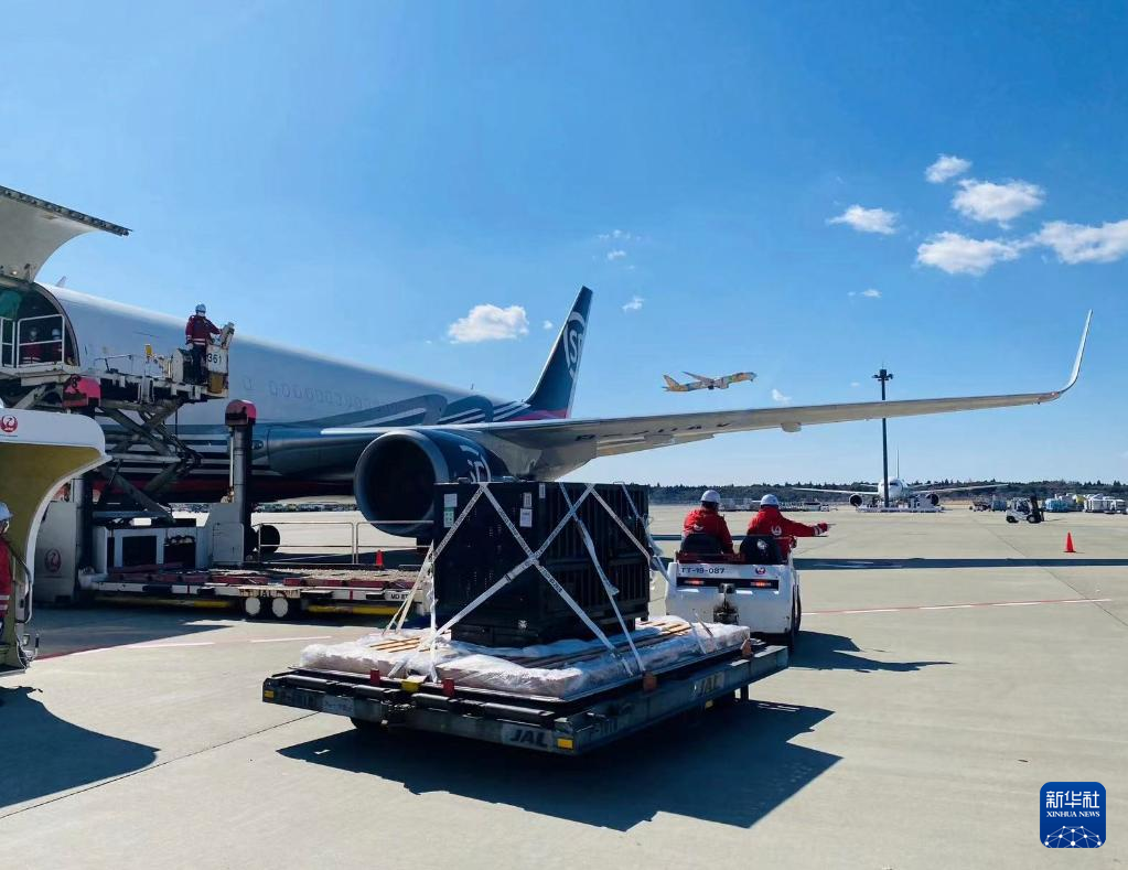 順豊航空 シャンシャン 成田空港 B767 SF 1：400 飛行機 摸型 貨物