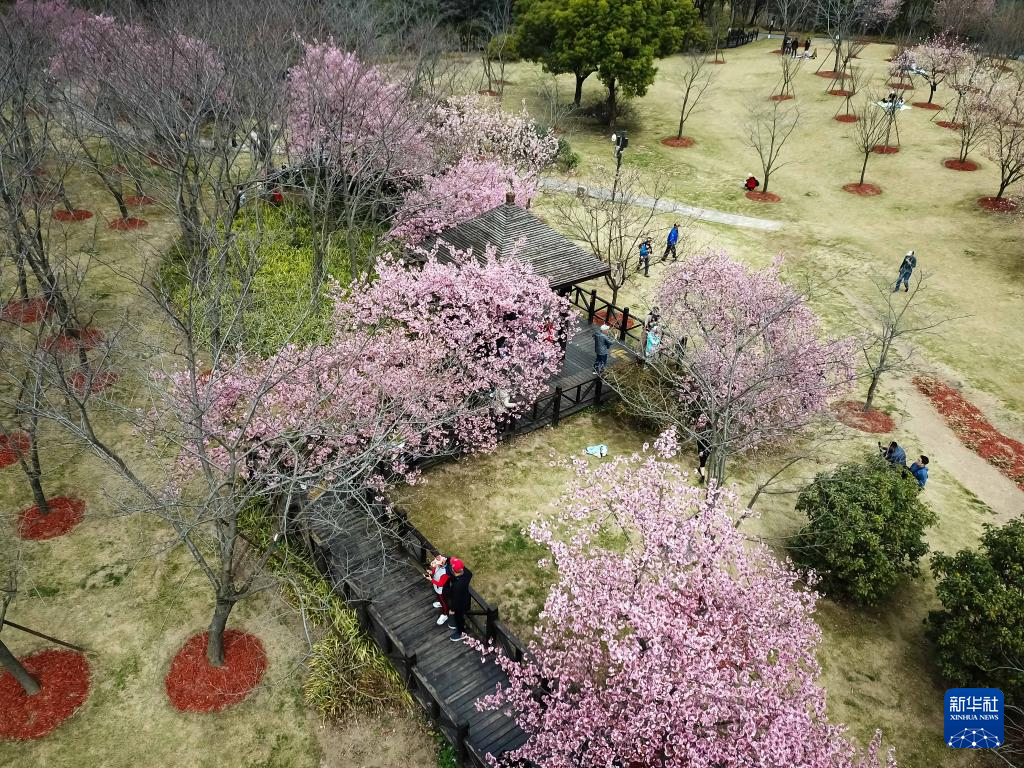 上海の公園で桜が見頃に