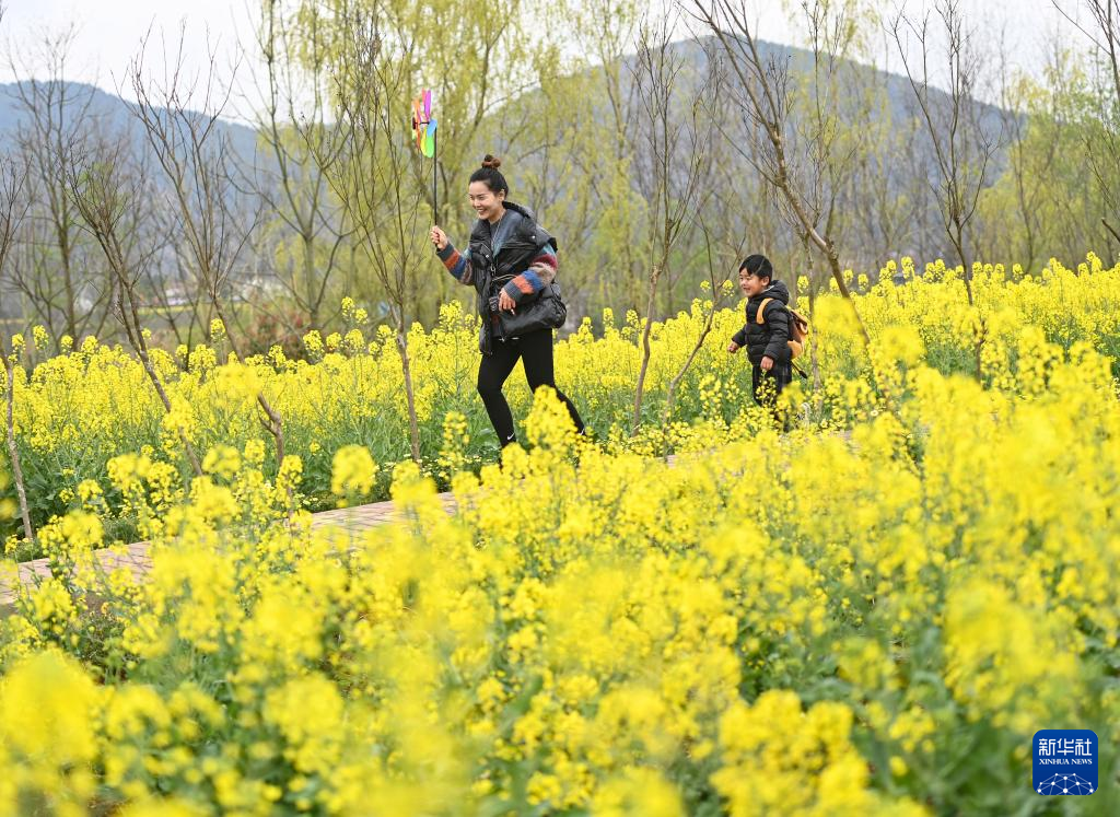 「花見経済」で農村振興を後押し　陝西省漢中市