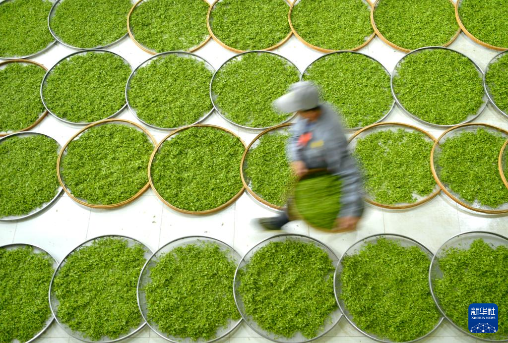 中国各地で春の茶摘みシーズンが到来