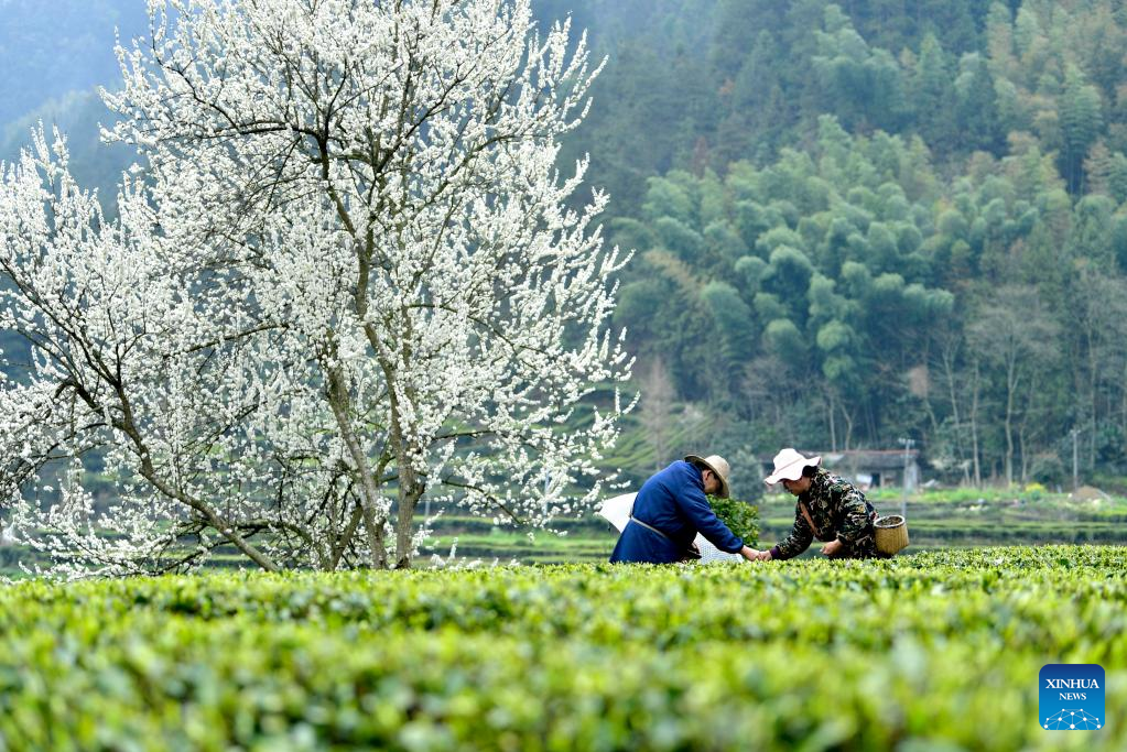 中国各地で「明前茶」摘み取り本格化