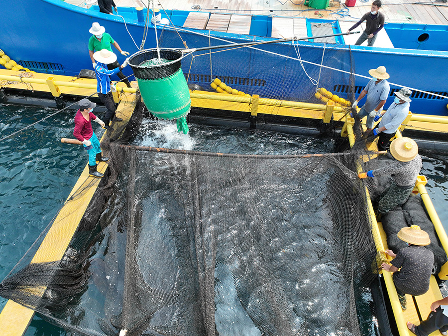 ブリの稚魚１９万匹積んだ日本の漁船が出航　中国海南省