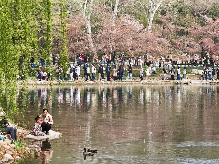 北京市玉淵潭公園の桜花園を訪ねて
