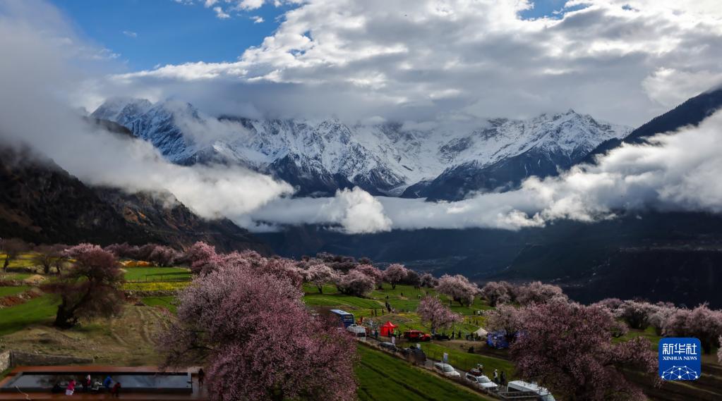 山村で桃の花が見頃に　中国西蔵自治区