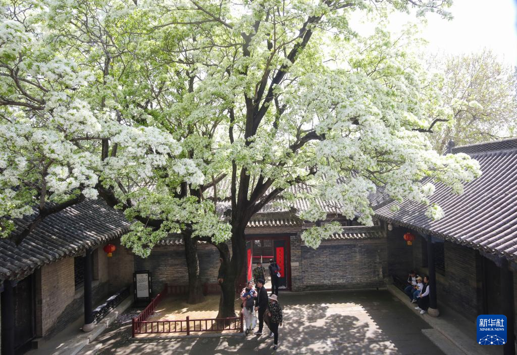 孟子ゆかりの屋敷でヒトツバタゴ満開、樹齢３００年超　山東省