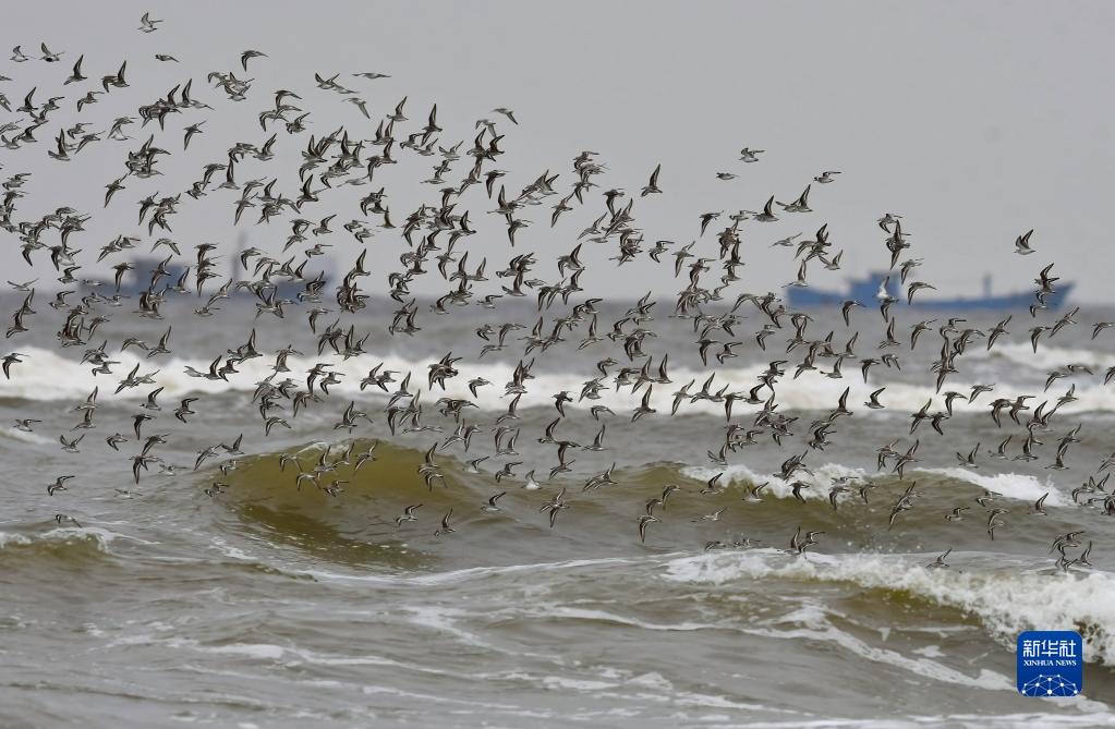 閩江河口湿地に多くの希少鳥類が飛来　中国福建省