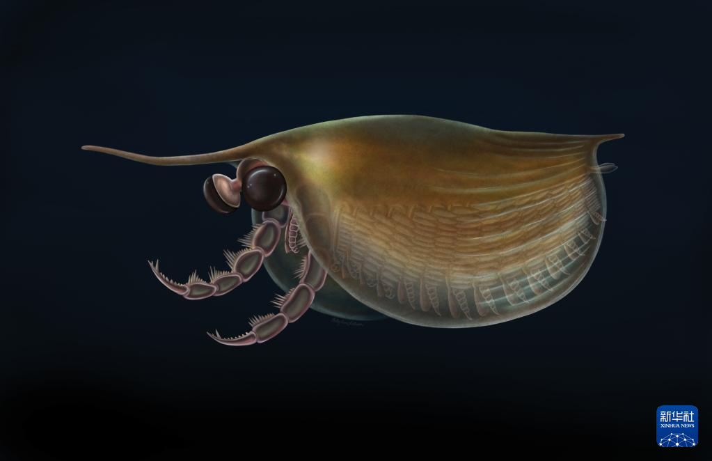 5億2千万年前の節足動物、CT画像で詳細明らかに