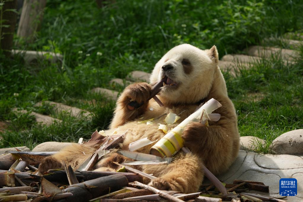 中国各地の人気者 個性豊かなパンダたち