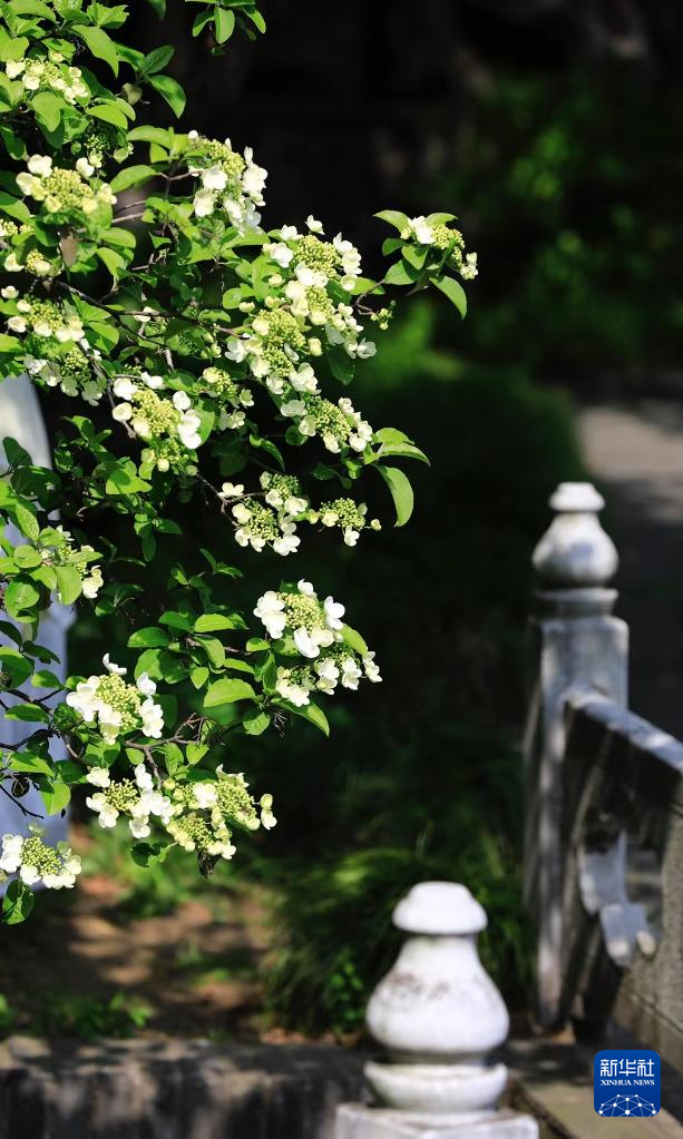 純白の花に包まれた瓊花観を訪ねて　江蘇省揚州市