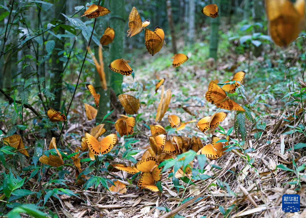 1年に1度の光景、中国雲南省金平県でチョウが一斉羽化