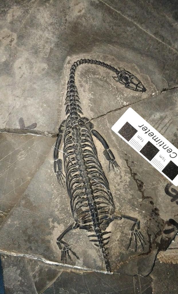 中国の古生物学者ら、ケイチョウサウルスの思春期の発達を解明