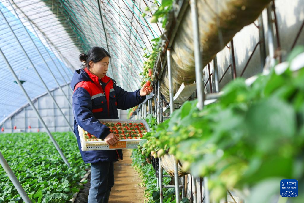 早生イチゴの出荷始まる 遼寧省丹東市